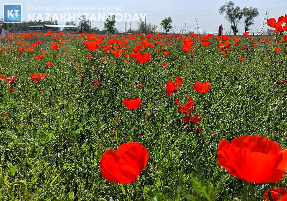 Алматы облысындағы көктемгі алқаптардың әсемдігі