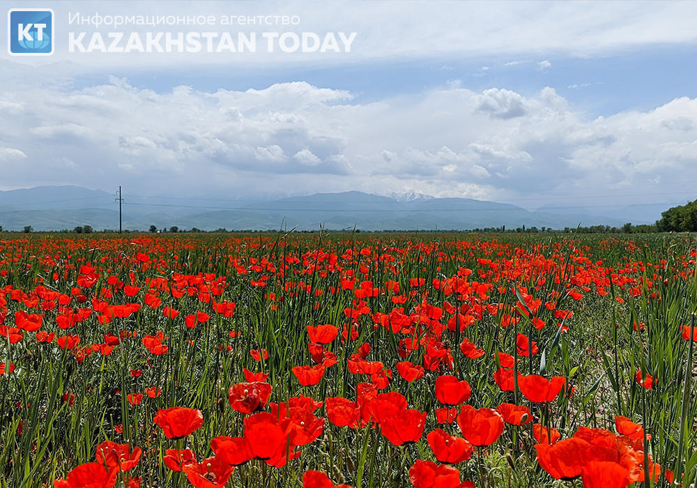 The beauty of spring fields in Almaty region