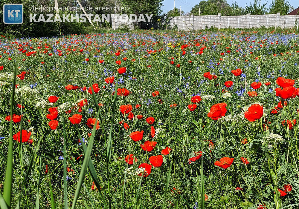 The beauty of spring fields in Almaty region