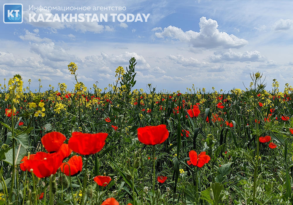 The beauty of spring fields in Almaty region