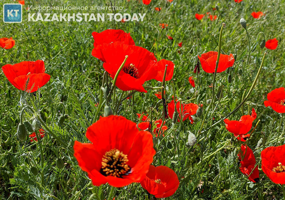 The beauty of spring fields in Almaty region