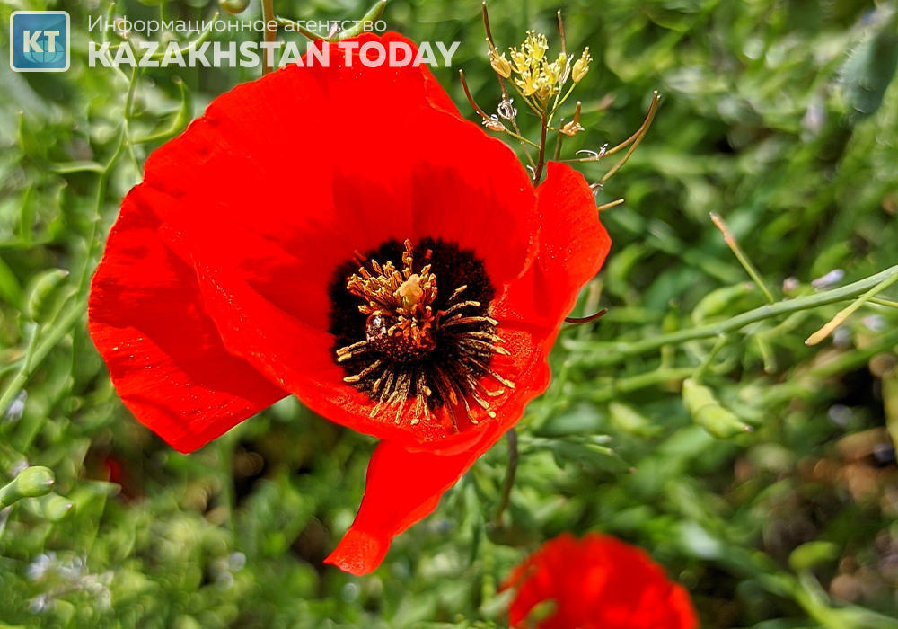The beauty of spring fields in Almaty region