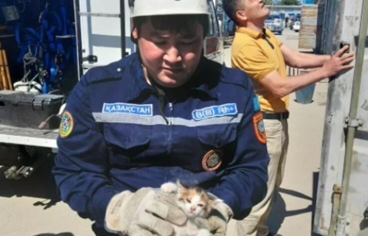 В Актау спасли застрявшего между контейнерами котенка