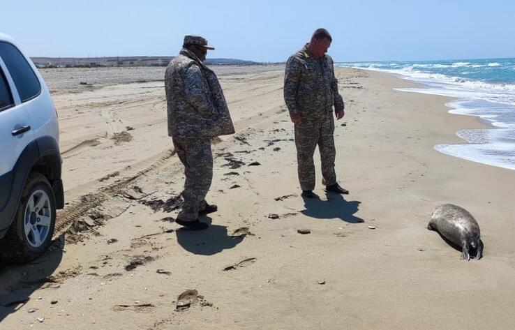 На берегу Каспия в Мангистауской области обнаружили мертвых тюленей