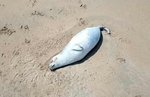 В Минэкологии прокомментировали гибель более 60 тюленей, обнаруженных на берегу Каспия