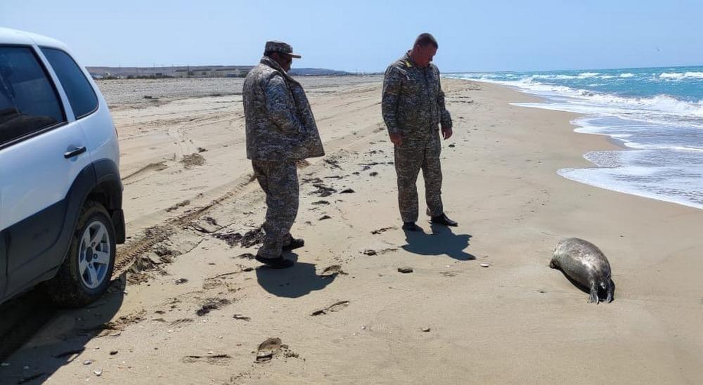 Маңғыстау облысындағы Каспий жағалауында өлі итбалықтар табылды