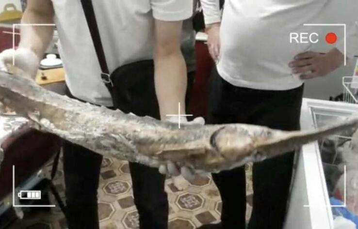 В Атырауской области у браконьеров изъяли более 500 кг осетровых 