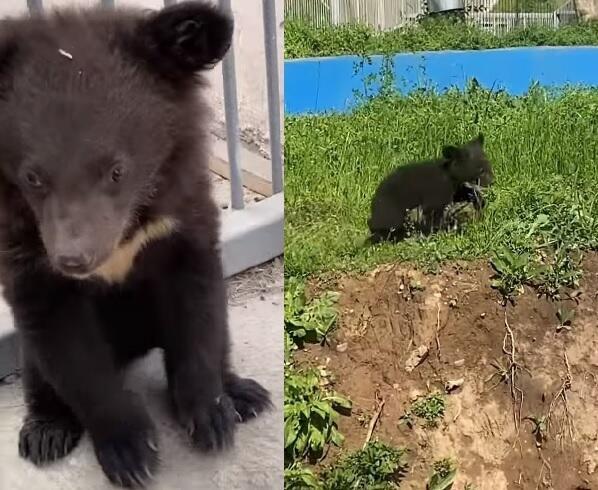 В зоопарке Алматы родился медвежонок