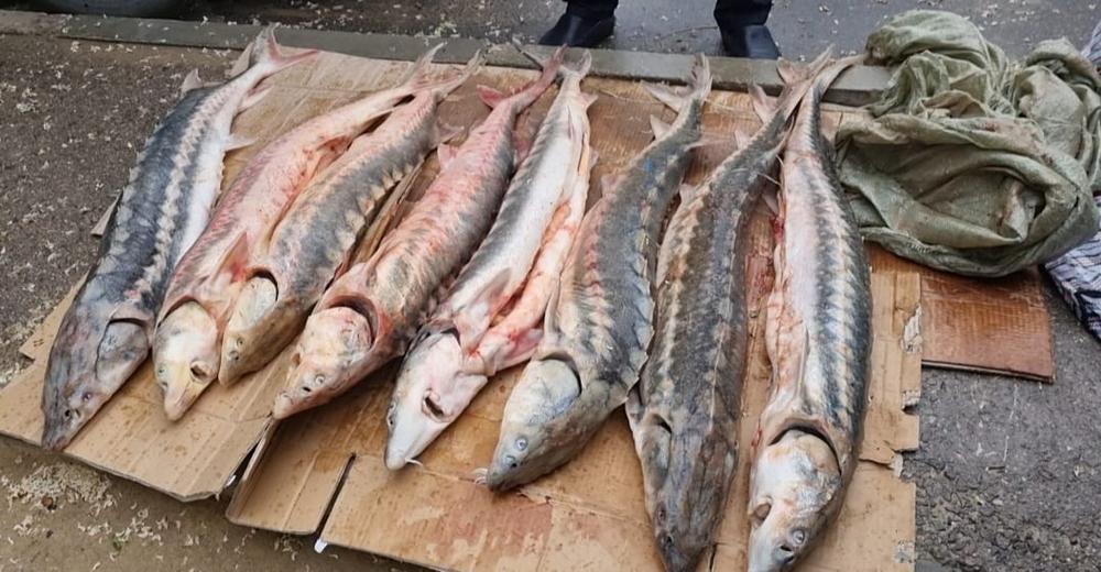 В Актау у 21-летнего парня изъяли более 60 кг осетра