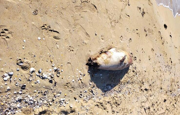 В Мангистауской области снова обнаружили мертвых тюленей