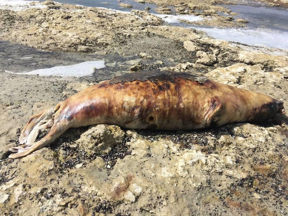 На побережье Каспийского моря обнаружили мертвых тюленей