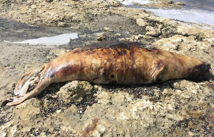 На побережье Каспийского моря обнаружили мертвых тюленей