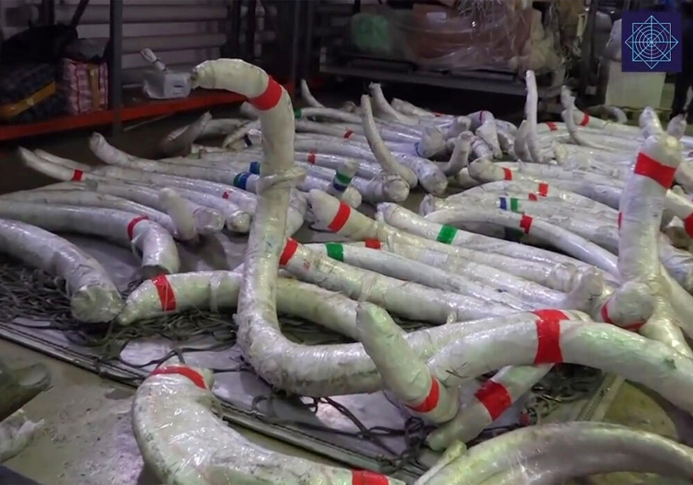 Гражданин РК пытался незаконно вывезти из страны 5 тонн бивней мамонтов