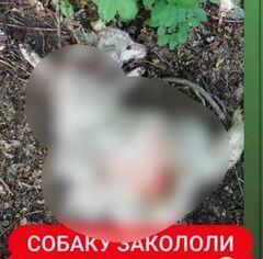 Жителю Алматинской области грозит уголовное наказание за убийство собаки