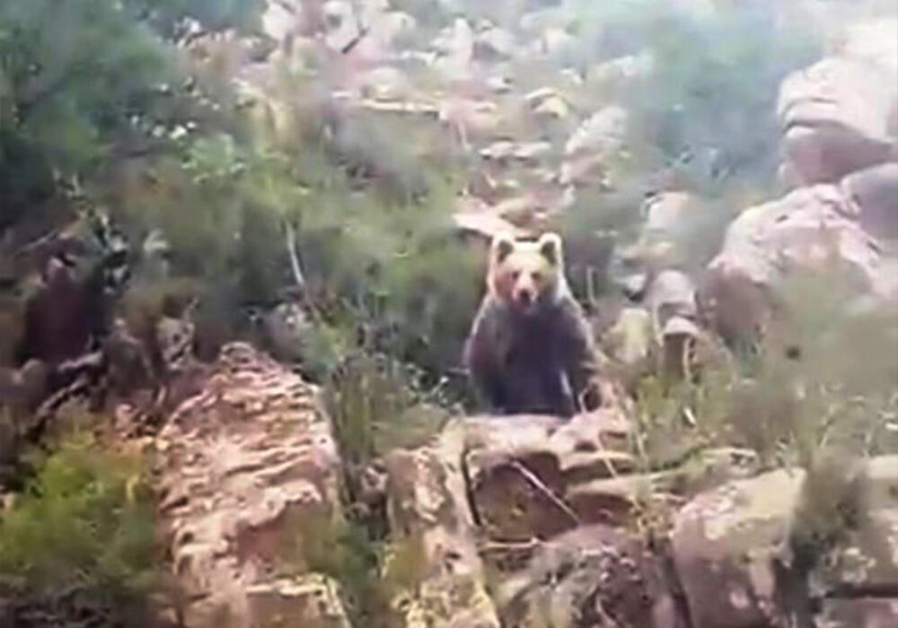 Краснокнижный медведь попал на фотоловушку в нацпарке "Алтын-Эмель"