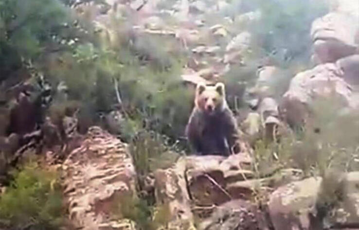 Қызыл кітапқа енген аю "Алтын-Емел" ұлттық саябағында фото тұзаққа түсті