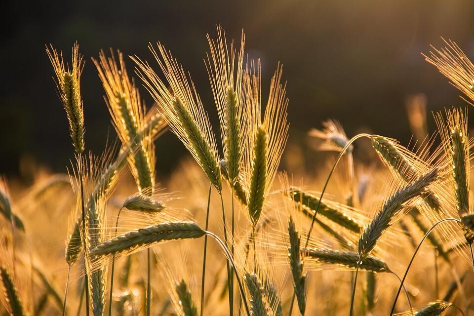 Экспорт пшеницы из Казахстана увеличился на 64% 
