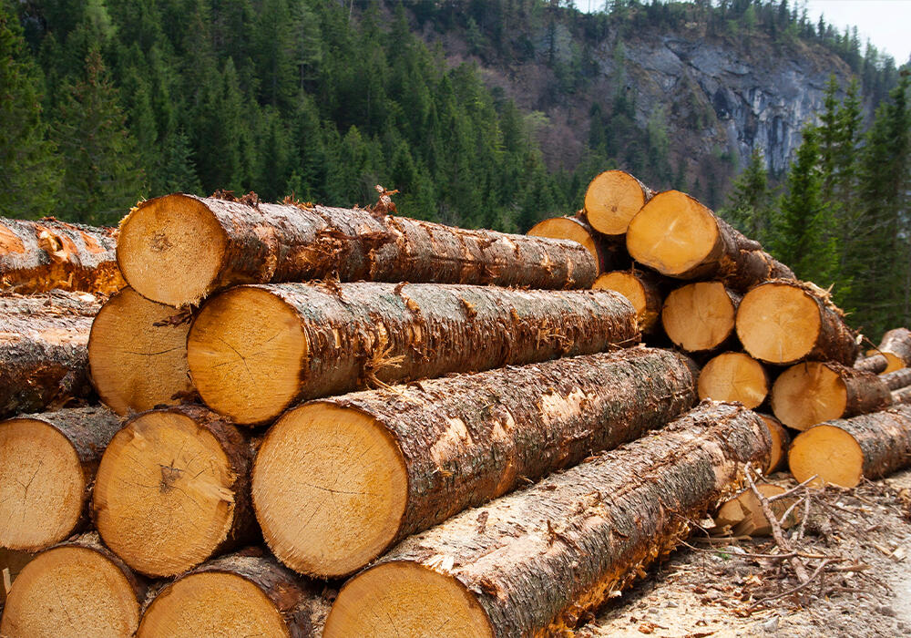 Казахстан продлил запрет на вывоз лесоматериалов