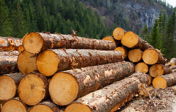 Казахстан продлил запрет на вывоз лесоматериалов