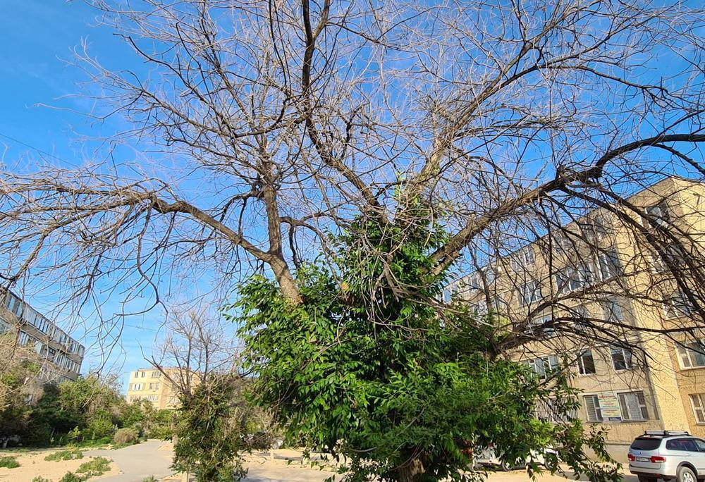 В Актау гибнут деревья. Фото: lada.kz