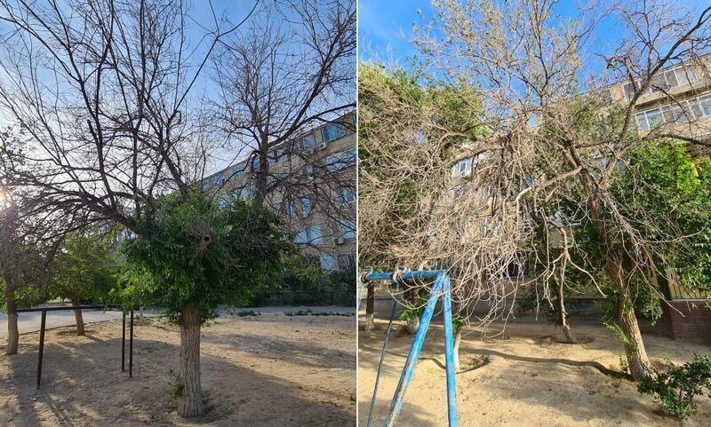 В Актау гибнут деревья. Фото: lada.kz