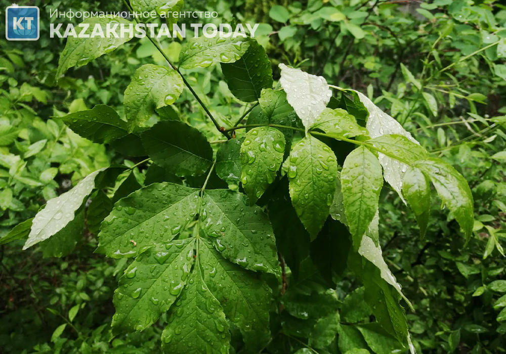 Дожди пройдут в большинстве регионов Казахстана в понедельник