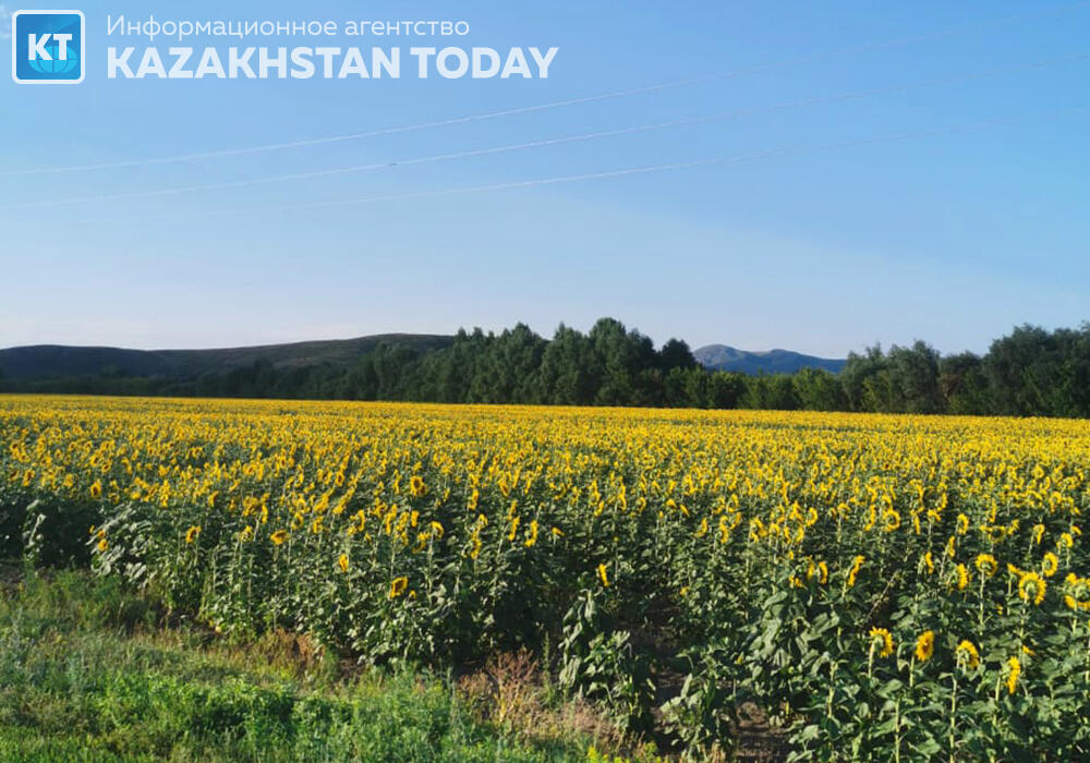 Мораторий на проверки бизнеса по части земельных отношений могут отменить в Казахстане