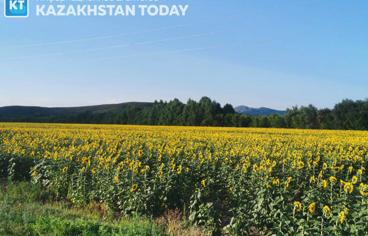Мораторий на проверки бизнеса по части земельных отношений могут отменить в Казахстане