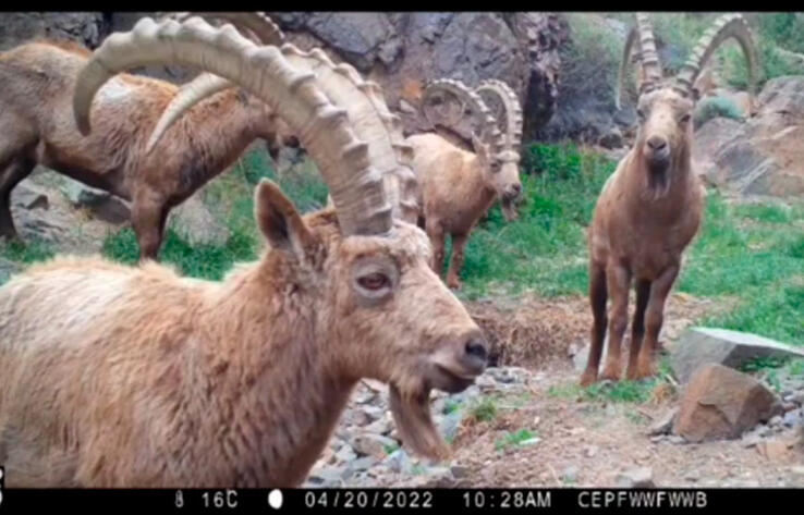 В нацпарке "Алтын-Эмель" горные козлы попали в объектив фотоловушки