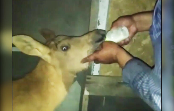 Лесники спасли лосенка на берегу Иртыша