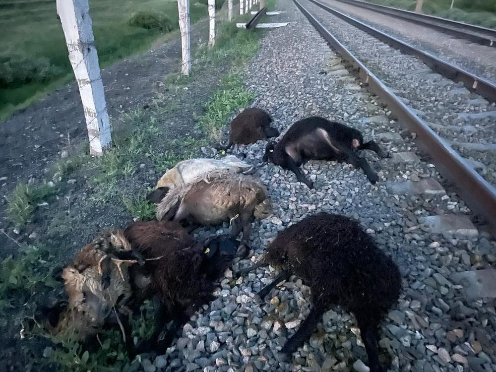 В Акмолинской области поезд сбил отару овец. Фото: пресс-служба департамента полиции на транспорте
