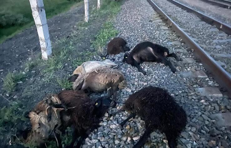 В Акмолинской области поезд сбил отару овец