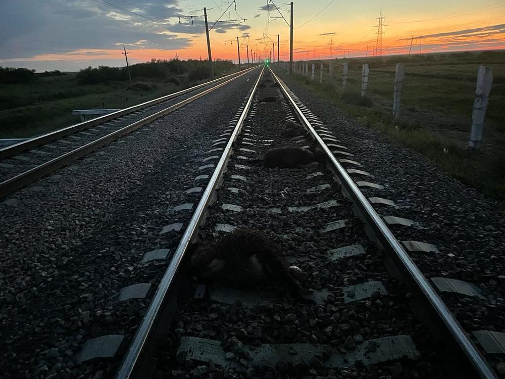 В Акмолинской области поезд сбил отару овец. Фото: пресс-служба департамента полиции на транспорте