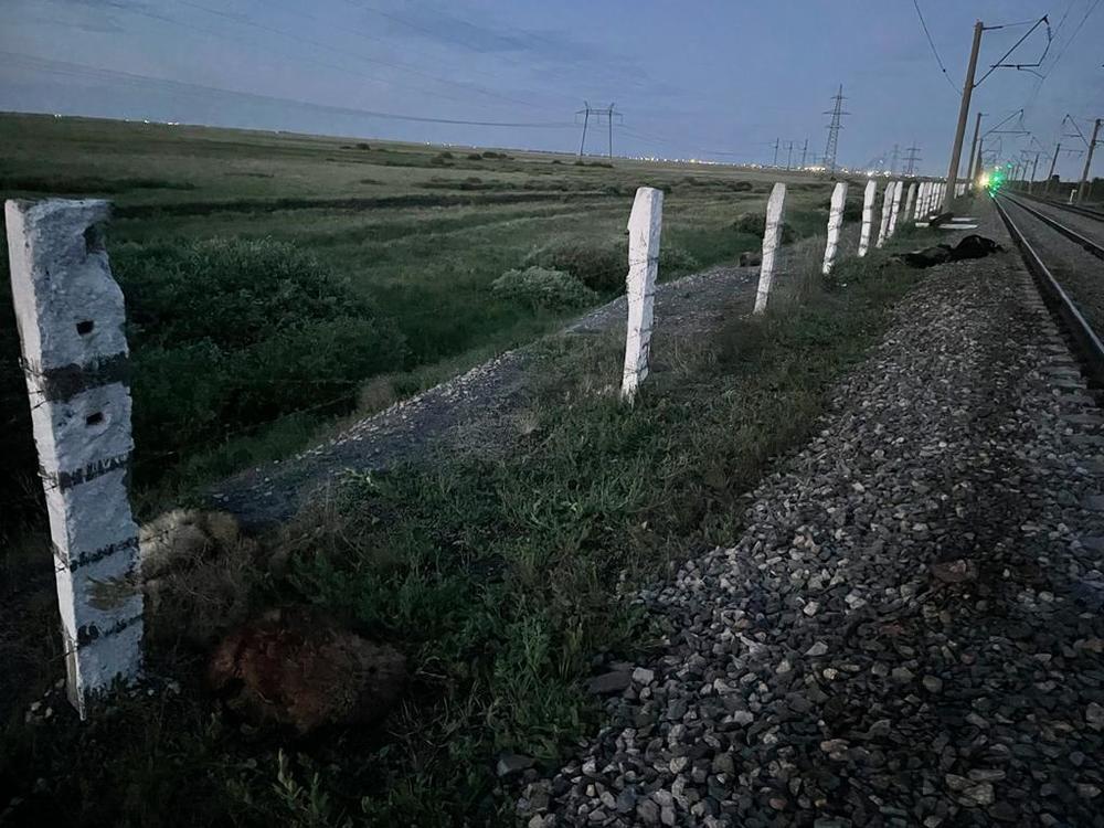В Акмолинской области поезд сбил отару овец. Фото: пресс-служба департамента полиции на транспорте