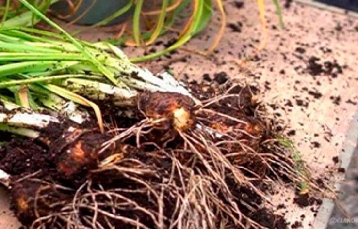 В Жетысуской области пограничники задержали браконьера с корнями краснокнижного растения