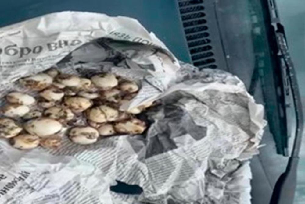 В Жетысуской области пограничники задержали браконьера с корнями краснокнижного растения. Фото: пресс-служба КНБ РК