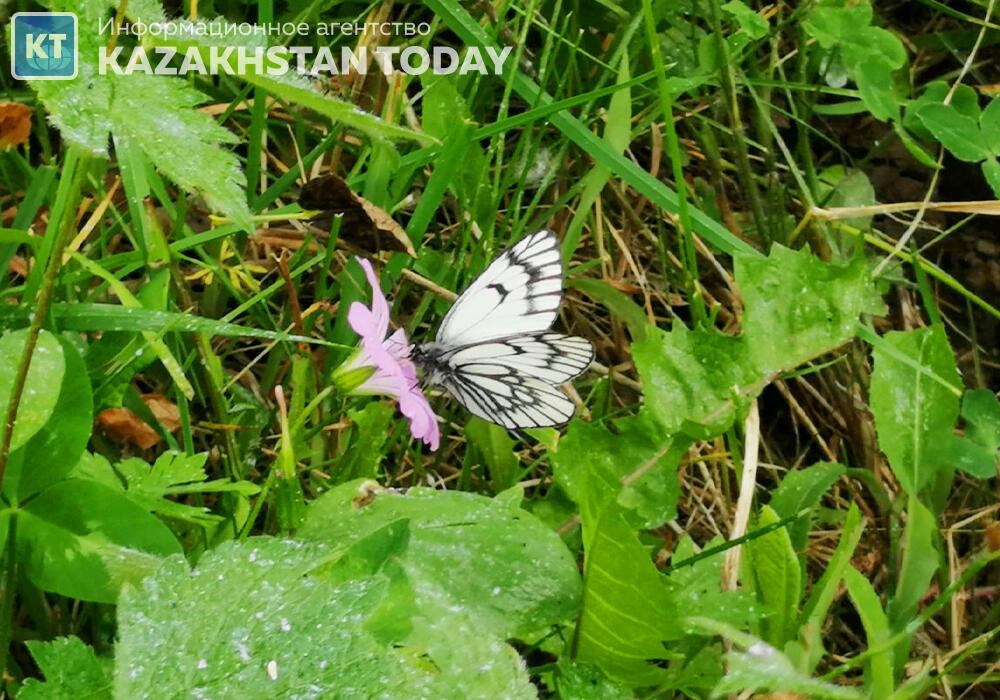 Какая погода ждет казахстанцев во вторник