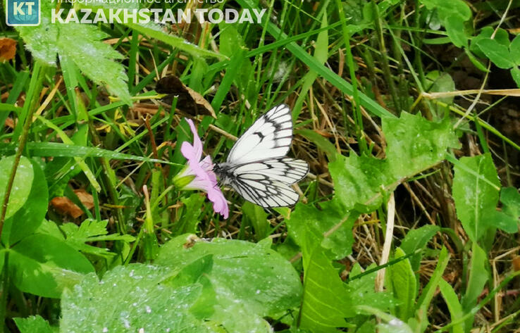 Какая погода ждет казахстанцев во вторник