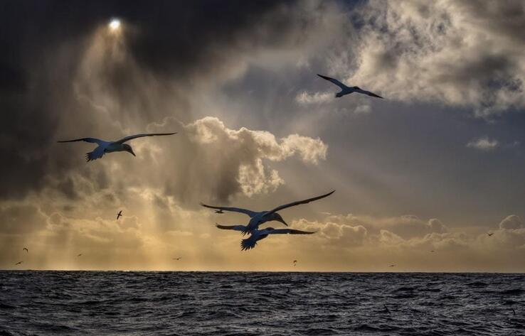 Маңғыстау облысында 160-қа жуық өлі құс табылды