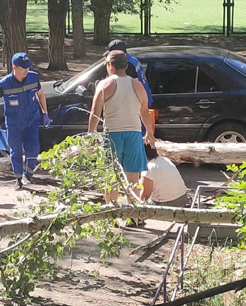 Сухое дерево упало на женщину в Караганде