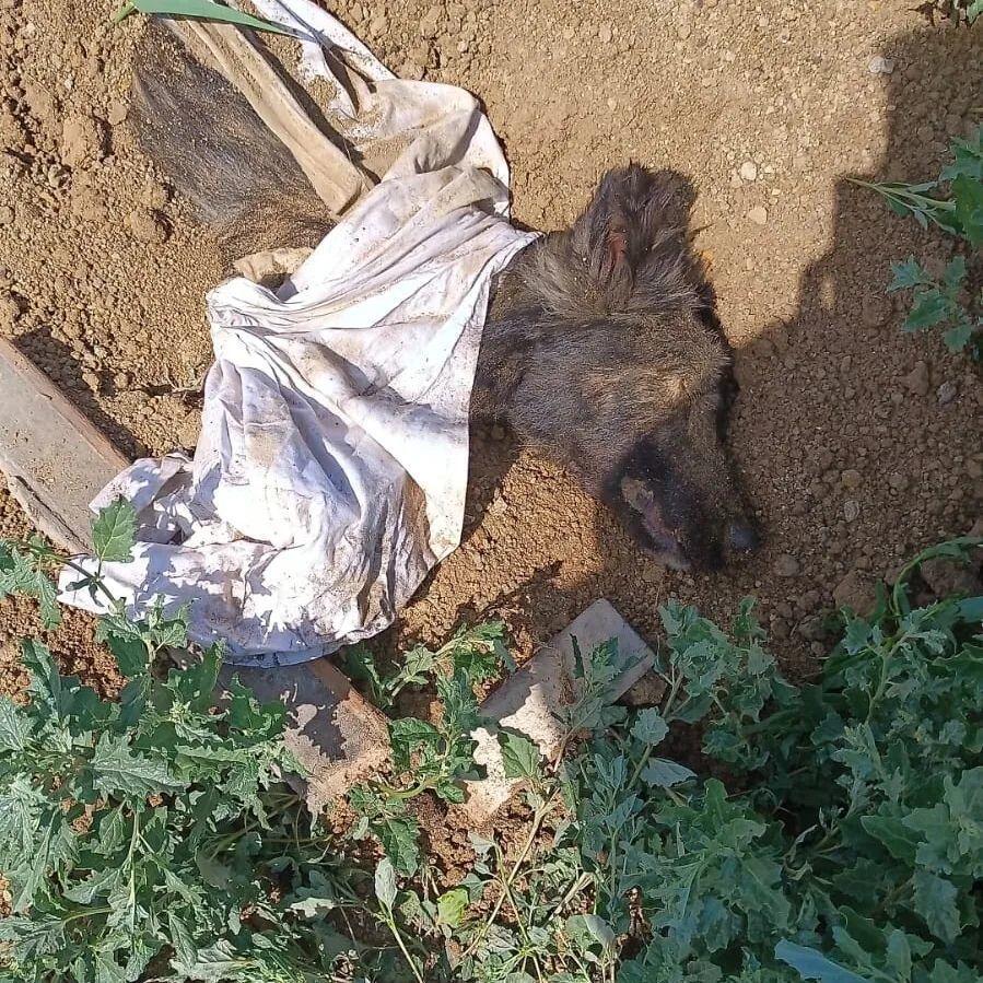 Погребенную заживо собаку реанимируют зоозащитники Костаная