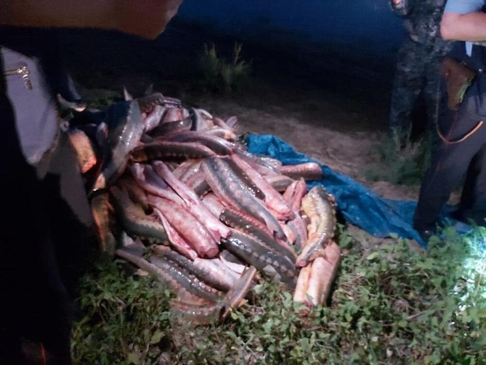 Более 500 кг осетра изъяли у браконьеров в Атырау