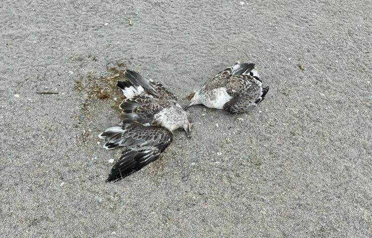 Экологи выясняют причину гибели краснокнижных птиц в резервате "Акжайык"