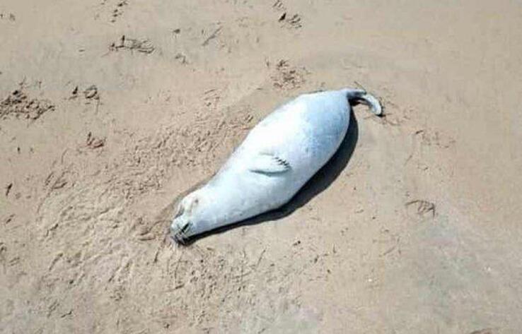 Предполагаемые причины массовой гибели тюленей озвучили в Минэкологии