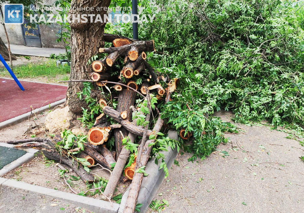 Депутат: санкции за вырубку деревьев в городах не работают