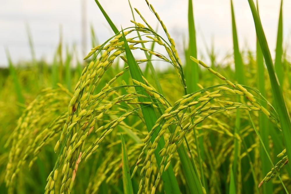 Снижение уровня воды в Сырдарье грозит дальнейшим сокращением производства риса в Казахстане