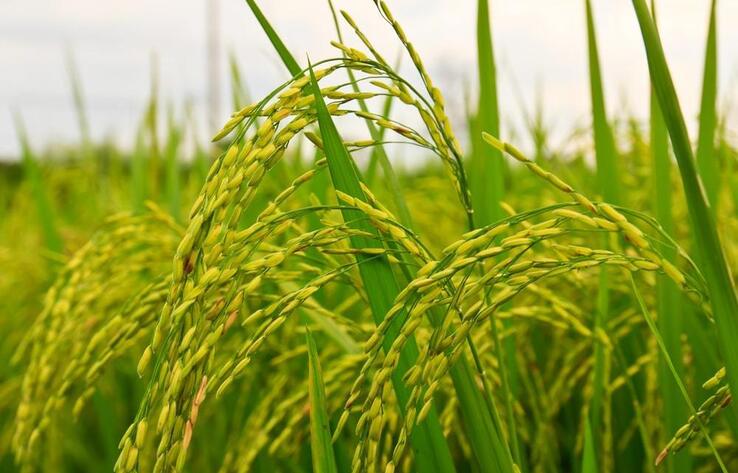 Снижение уровня воды в Сырдарье грозит дальнейшим сокращением производства риса в Казахстане