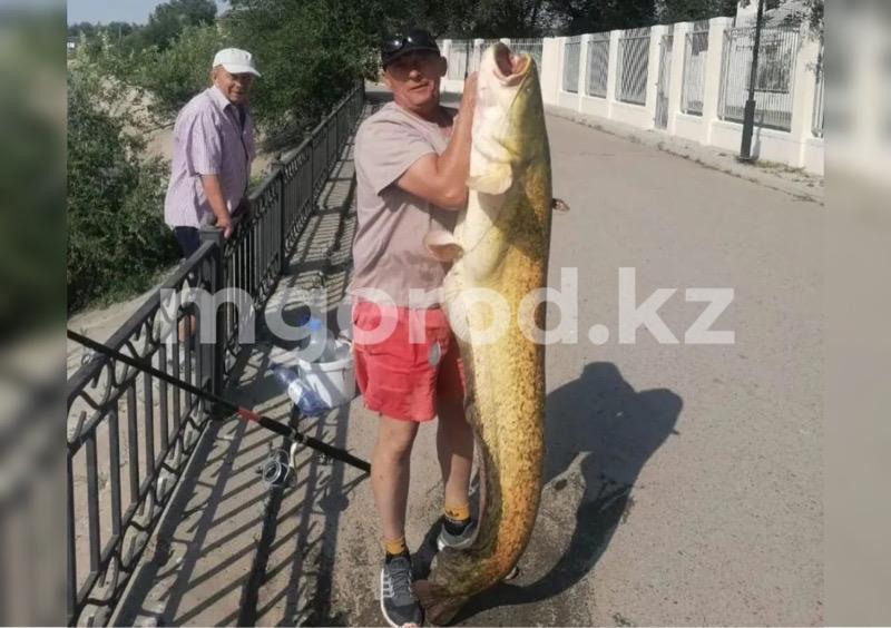 Житель Атырау выловил полутораметрового сома