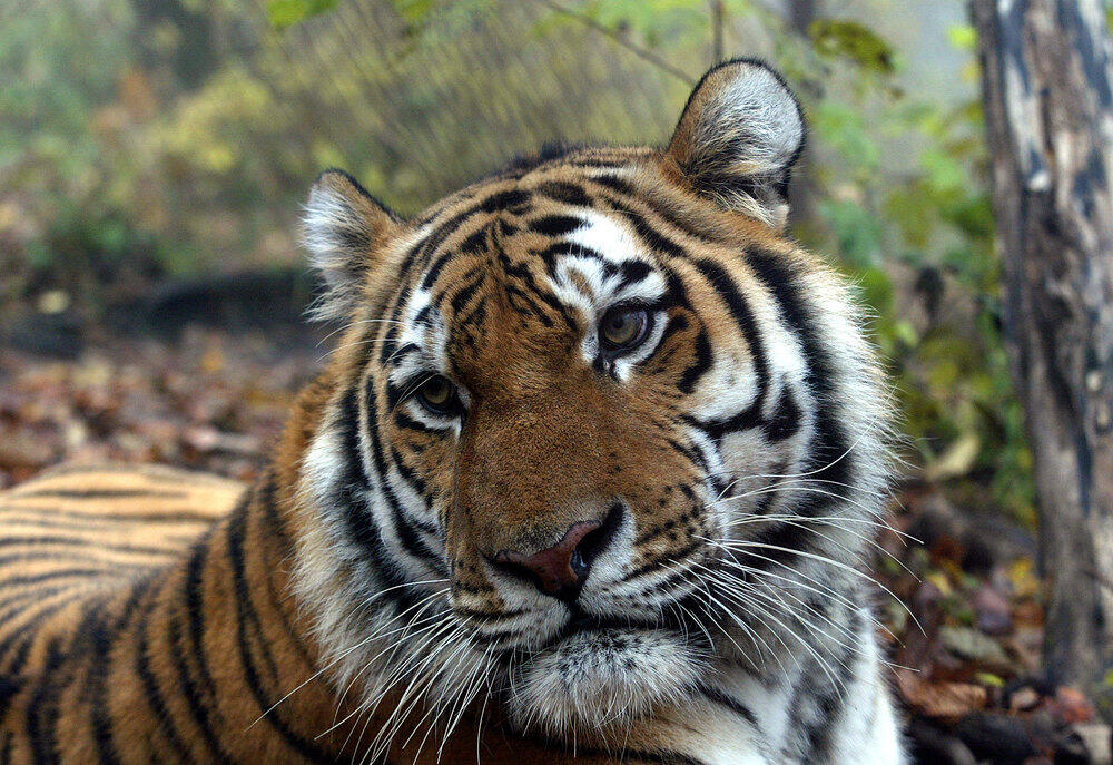 Привезти первых тигров в Казахстан в течение 5 лет планирует WWF 