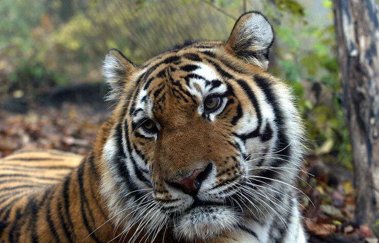 Привезти первых тигров в Казахстан в течение 5 лет планирует WWF 